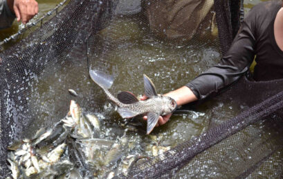 Aquaculture Division