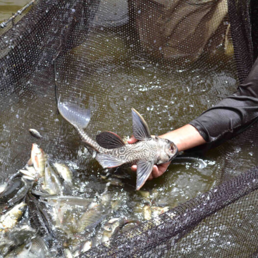 Aquaculture Division